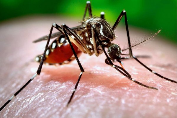 dengue