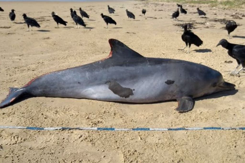 golfinho morto praia