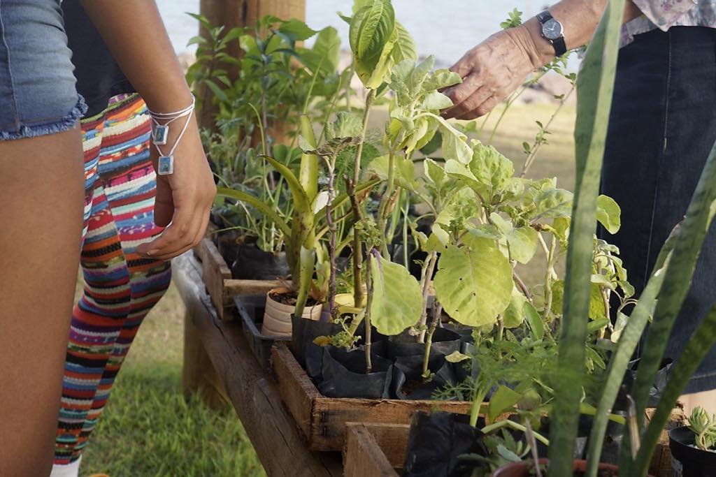 plantas feira canto vivo