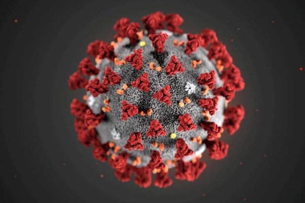 coronavirus