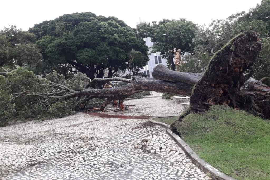 arvore praca fausto cardoso 130620