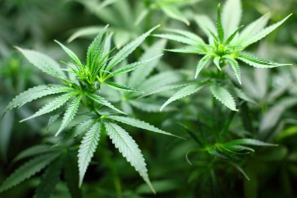 maconha
