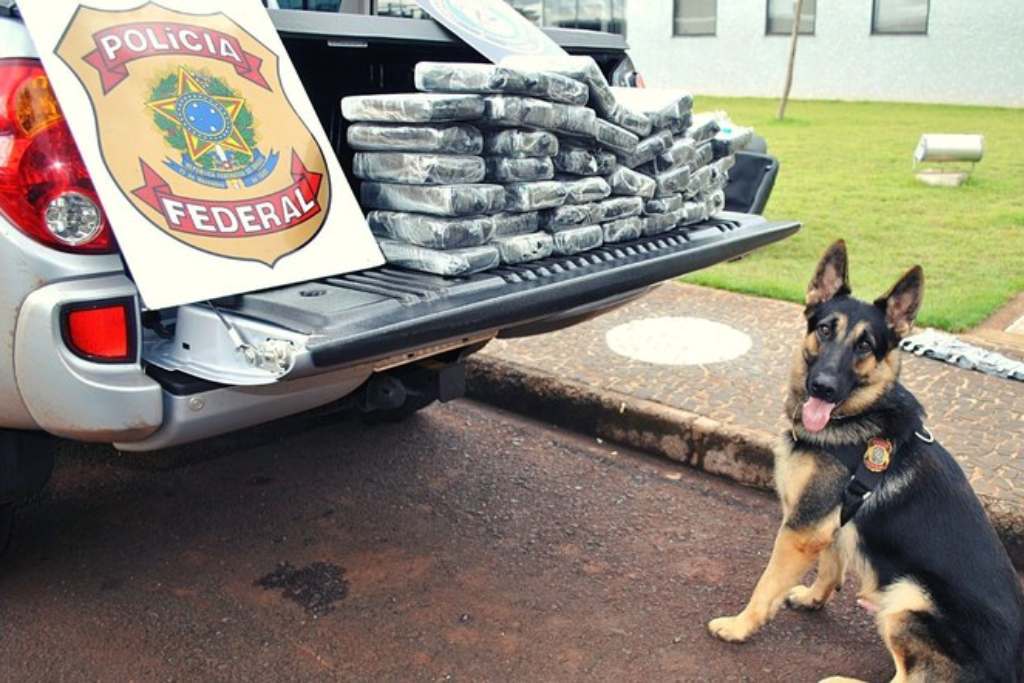 policia federal cachorro sergipe