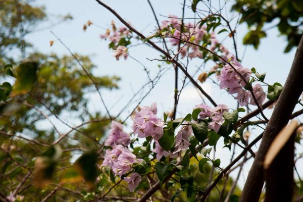 Flores representando a primavera em Sergipe