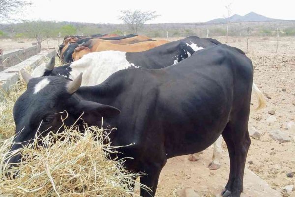 vacas leite fazenda