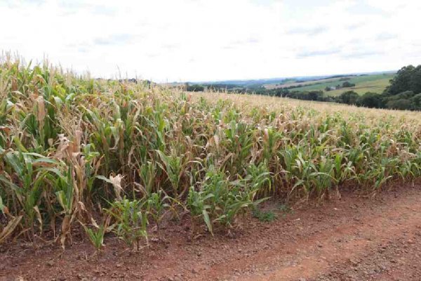 agricultura lavoura