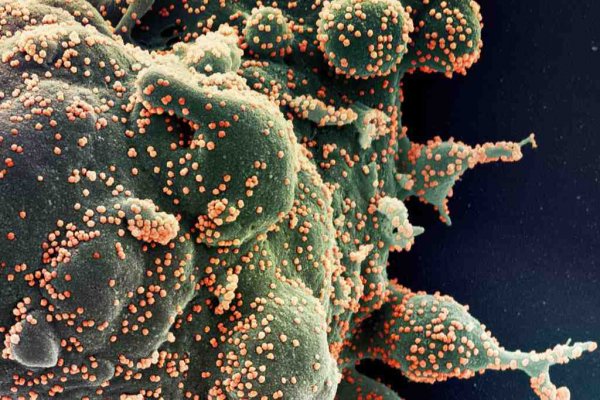 covid virus