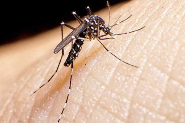 Mosquito da Dengue