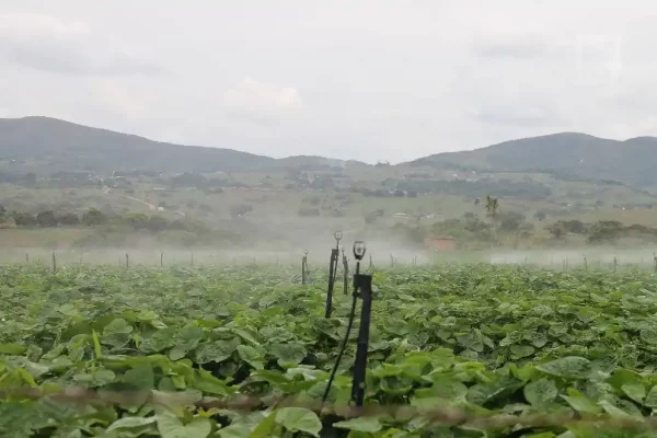 Assentamento Mario Lago Riachuelo 2021