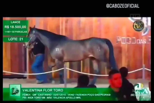 cavalo gustinho ribeiro set 23