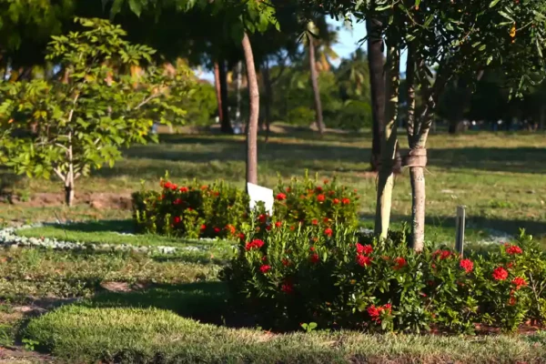 primavera flores