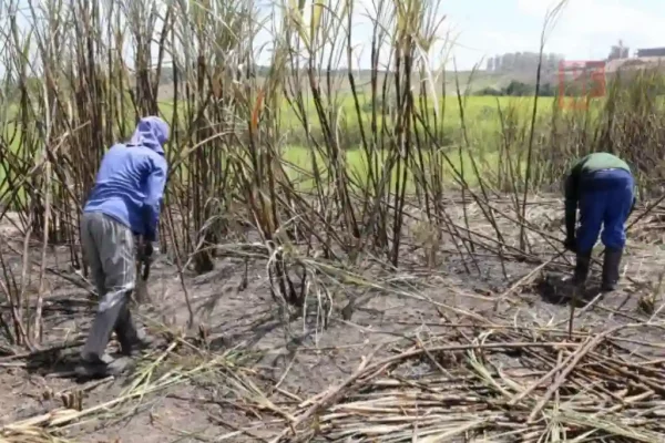 Usina Taquari trabalhadores jan 24