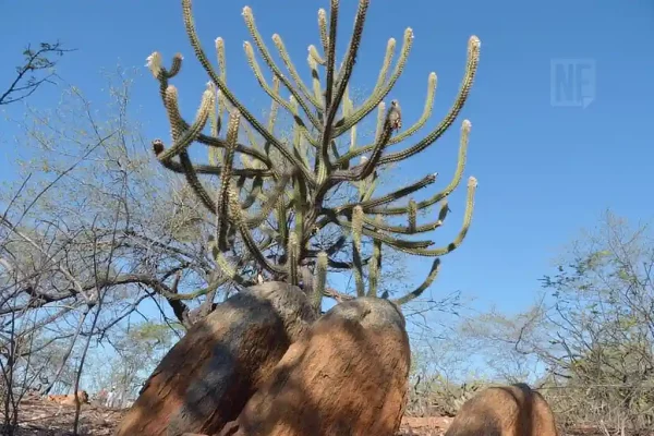 semiarido nordeste clima