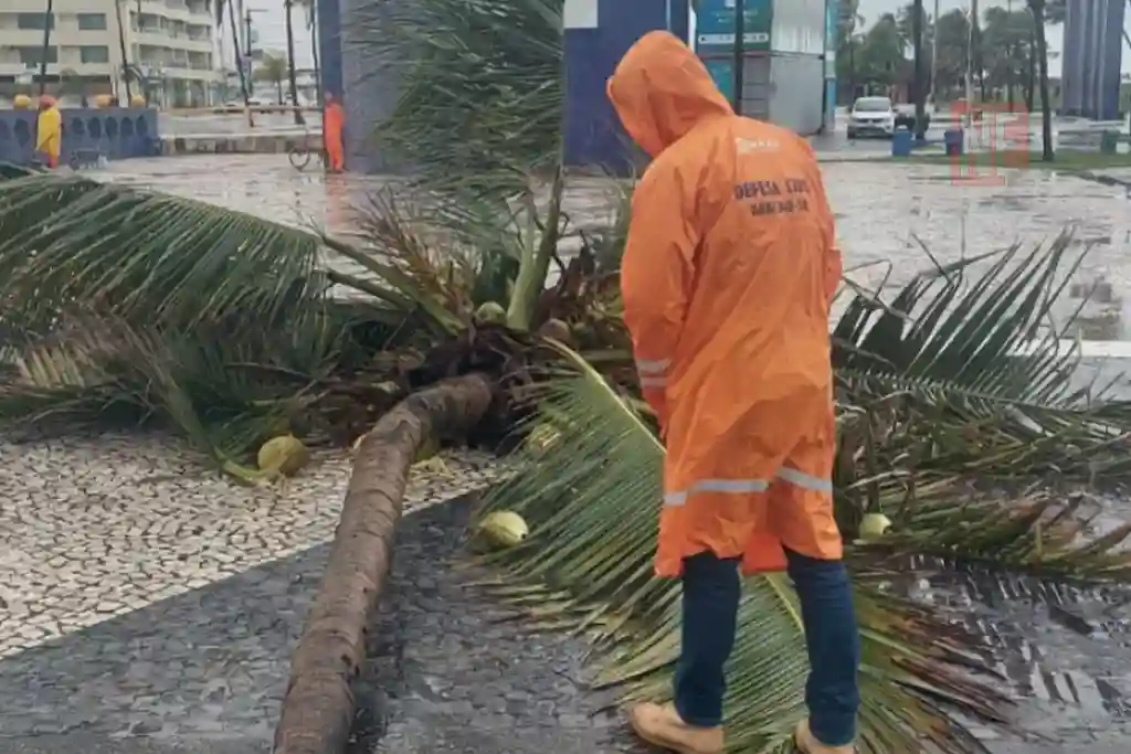 Redemoinho derruba coqueiro na Orla da Atalaia