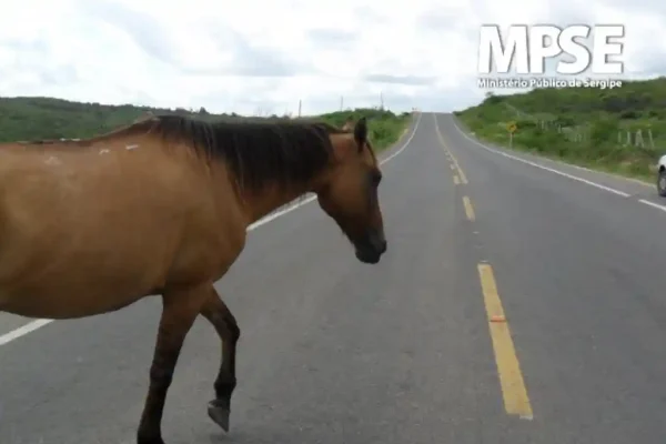cavalo rodovia mpse