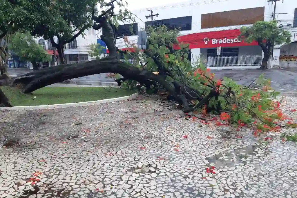 Árvore que tombou na praça Almirante Barroso, no centro de Aracaju