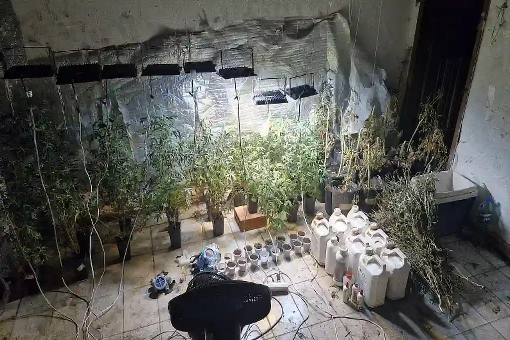 PM acha laboratório de maconha em bairro nobre de Aracaju