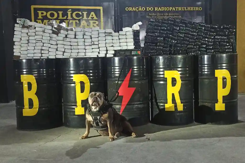 Cachorro do Batalhão de Polícia de Radiopatrulha (BPRp) de Sergipe