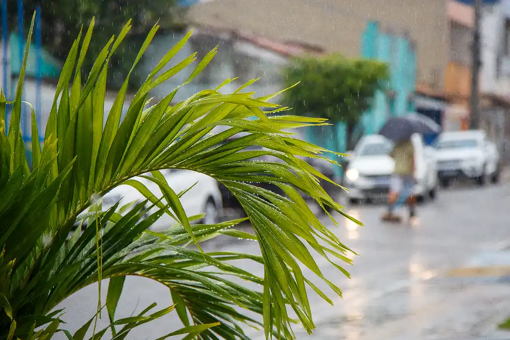 Planta molhada com água da chuva