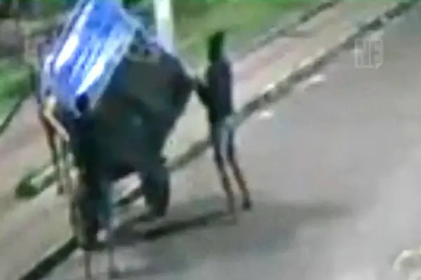 Câmera flagra roubo de banheiro químico em Aracaju