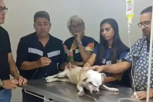 Cão é esfaqueado na Grande Aracaju; Polícia investiga