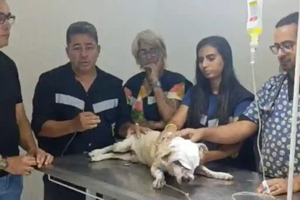 Cão é esfaqueado na Grande Aracaju; Polícia investiga