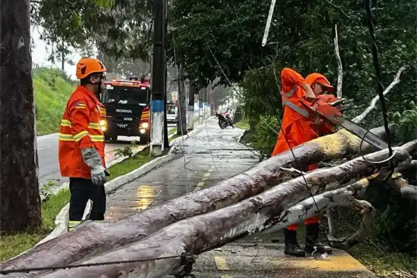 Queda de árvore bloqueia rodovia em Cedro de São João
