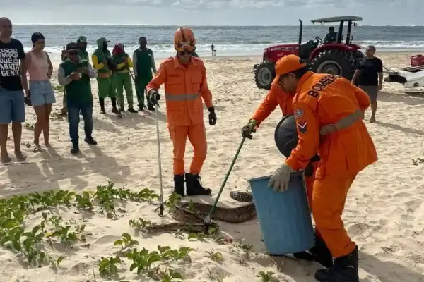 Jiboia de 2 metros é capturada na Orla da Atalaia em Aracaju