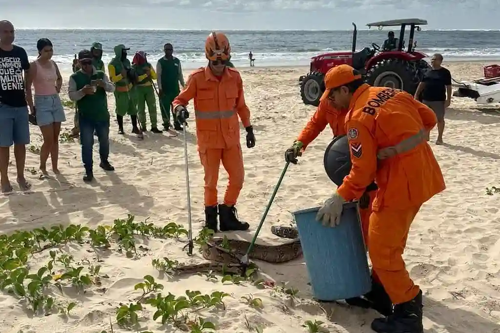 Jiboia de 2 metros é capturada na orla de Aracaju 1 Jiboia de 2 metros é capturada na Orla da Atalaia em Aracaju